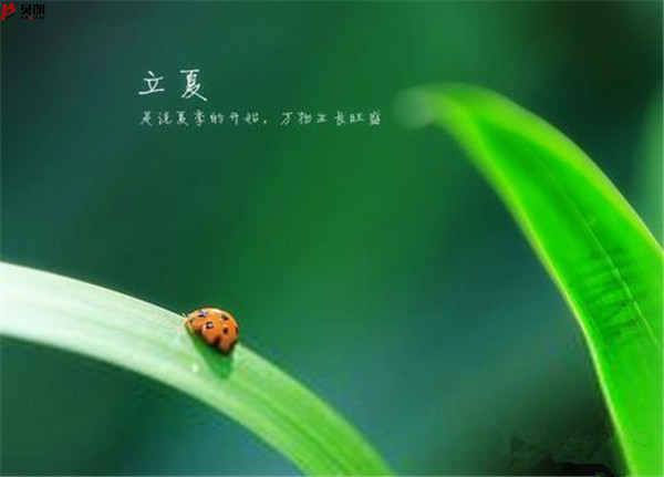 转载网上图片——立夏 转载网上图片——立夏