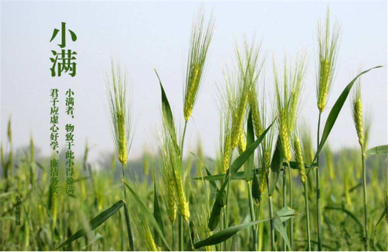 什么是二十四节气“小满”它的习俗又是什么？